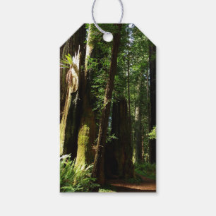 Redwoods and Ferns at Redwood National Park Gift Tags