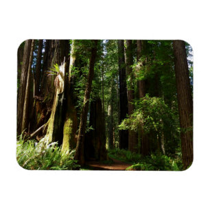 Redwoods and Ferns at Redwood National Park Magnet