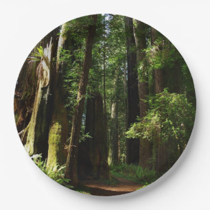 Redwoods and Ferns at Redwood National Park Paper Plate