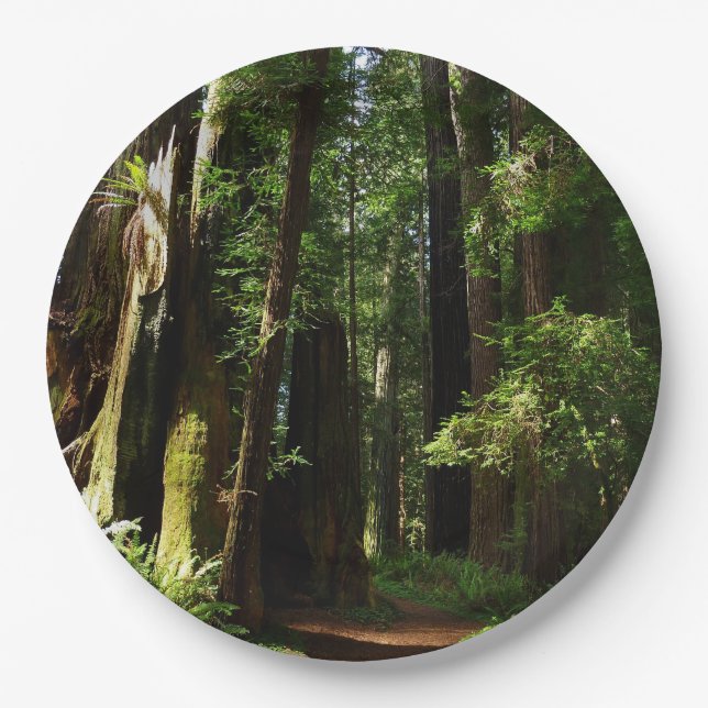 Redwoods and Ferns at Redwood National Park Paper Plate (Front)