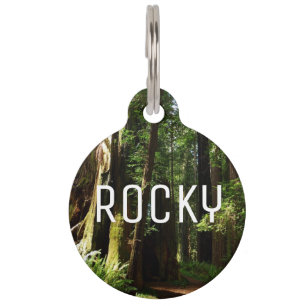 Redwoods and Ferns at Redwood National Park Pet Tag