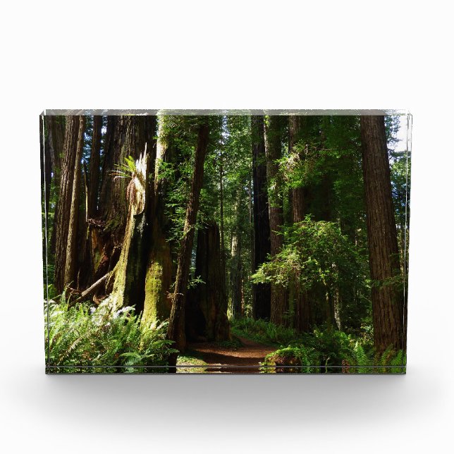 Redwoods and Ferns at Redwood National Park Photo Block (Front)