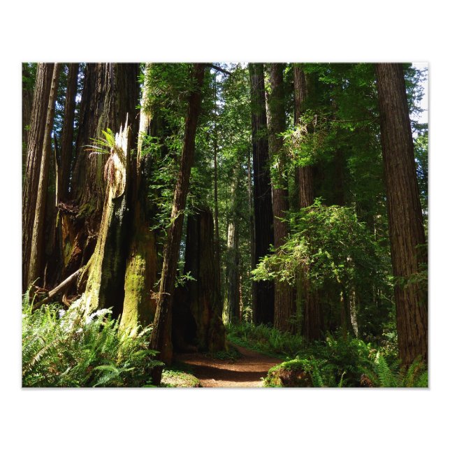 Redwoods and Ferns at Redwood National Park Photo Print (Front)