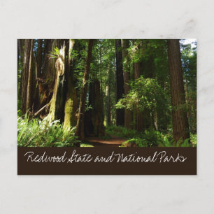 Redwoods and Ferns at Redwood National Park Postcard