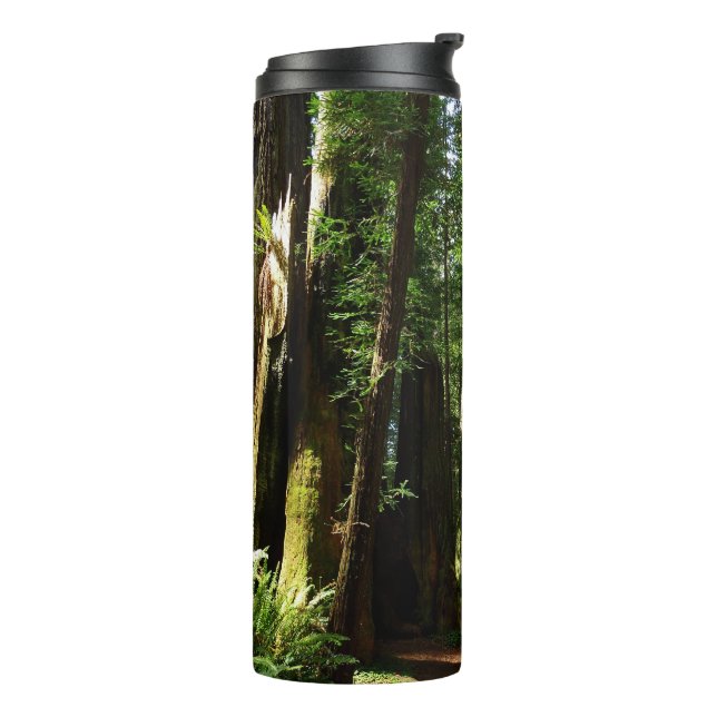 Redwoods and Ferns at Redwood National Park Thermal Tumbler (Rotated Left)