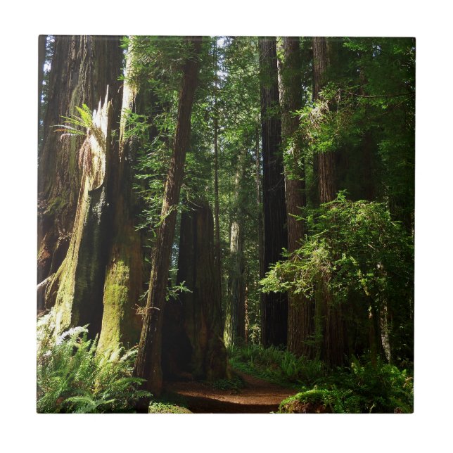 Redwoods and Ferns at Redwood National Park Tile (Front)