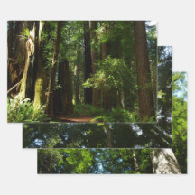 Redwoods and Ferns at Redwood National Park