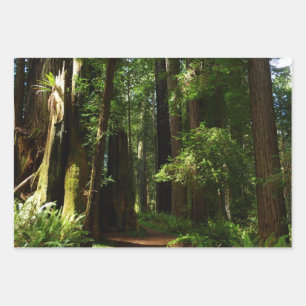 Redwoods and Ferns at Redwood National Park Wrapping Paper Sheet
