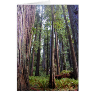 Redwoods Card