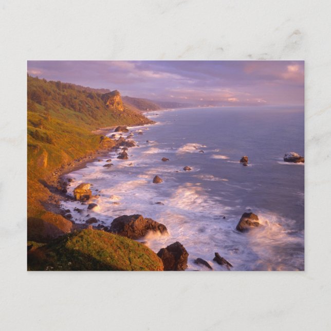 Redwoods coastline, California Postcard (Front)