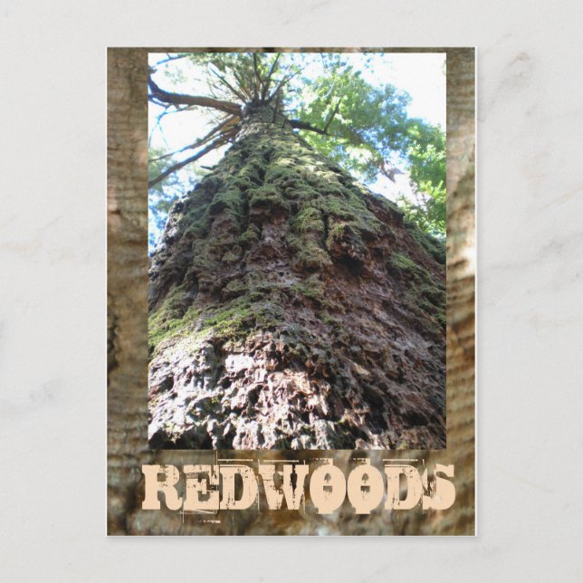 Redwoods Giant Postcard (Front)