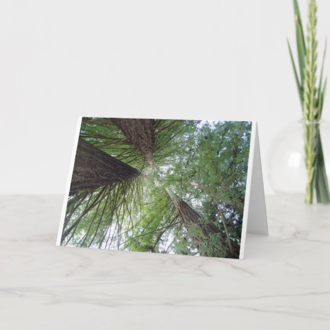 Redwoods Greeting Card (Front)