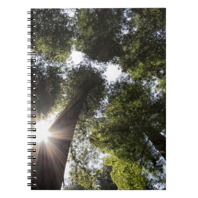 Redwoods, Humboldt Redwoods State Park Notebook (Front)