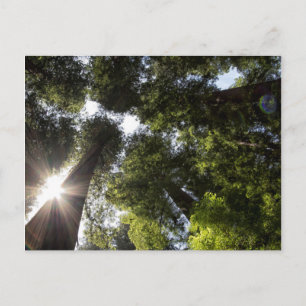 Redwoods, Humboldt Redwoods State Park Postcard