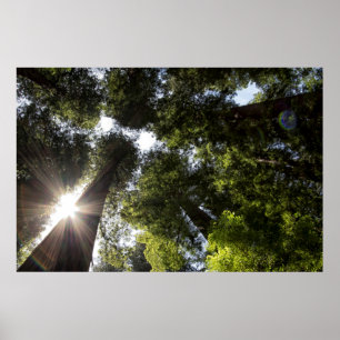 Redwoods, Humboldt Redwoods State Park Poster