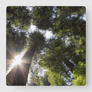 Redwoods, Humboldt Redwoods State Park Square Wall Clock