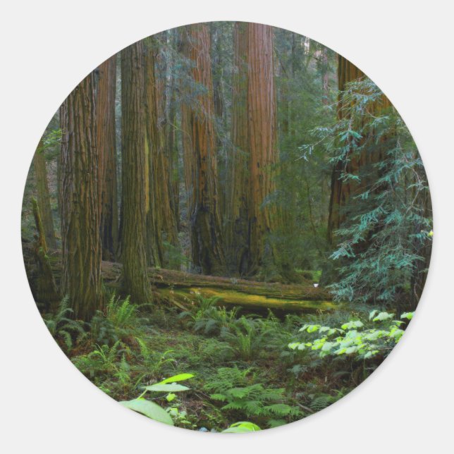 Redwoods In Muir Woods National Park Classic Round Sticker (Front)