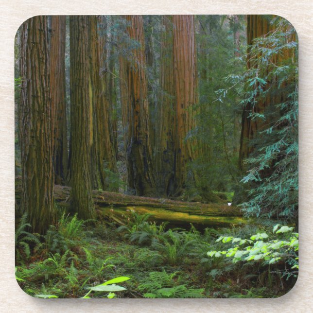 Redwoods In Muir Woods National Park Coaster (Front)