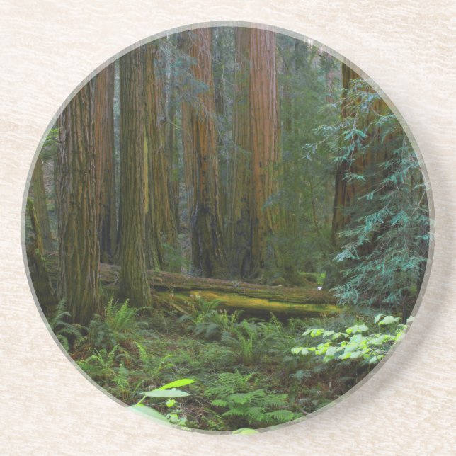 Redwoods In Muir Woods National Park Coaster (Front)