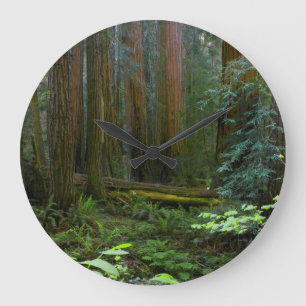 Redwoods In Muir Woods National Park Large Clock