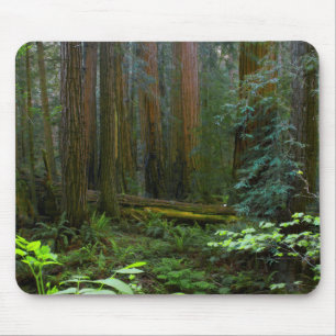 Redwoods In Muir Woods National Park Mouse Mat
