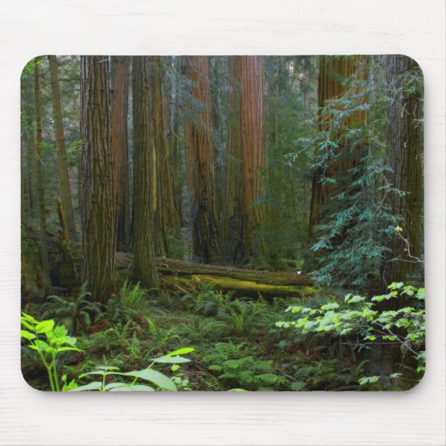 Redwoods In Muir Woods National Park Mouse Mat (Front)