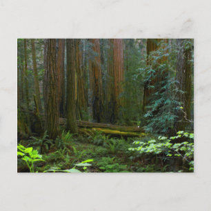 Redwoods In Muir Woods National Park Postcard