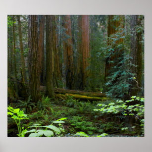 Redwoods In Muir Woods National Park Poster