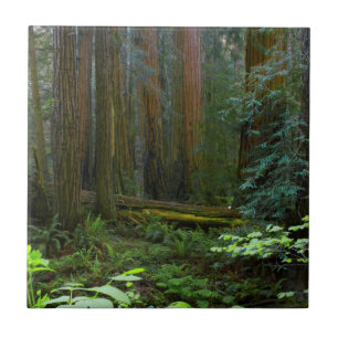 Redwoods In Muir Woods National Park Tile
