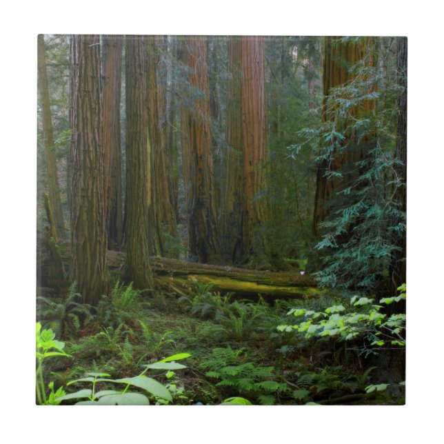 Redwoods In Muir Woods National Park Tile (Front)