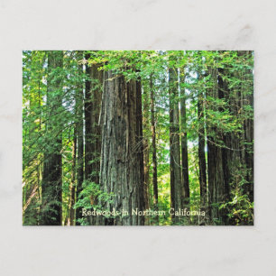 Redwoods in Northern CA Postcard