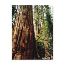 Redwoods in Yosemite