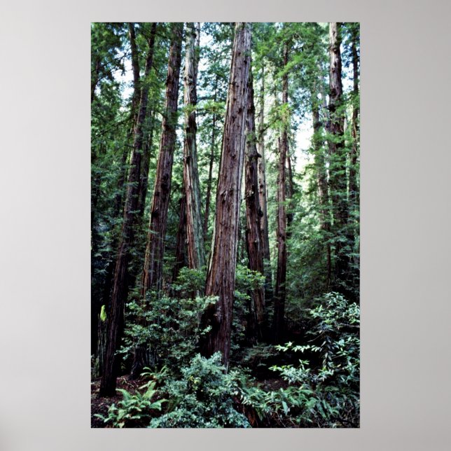 Redwoods - Muir Woods National Monument Poster (Front)