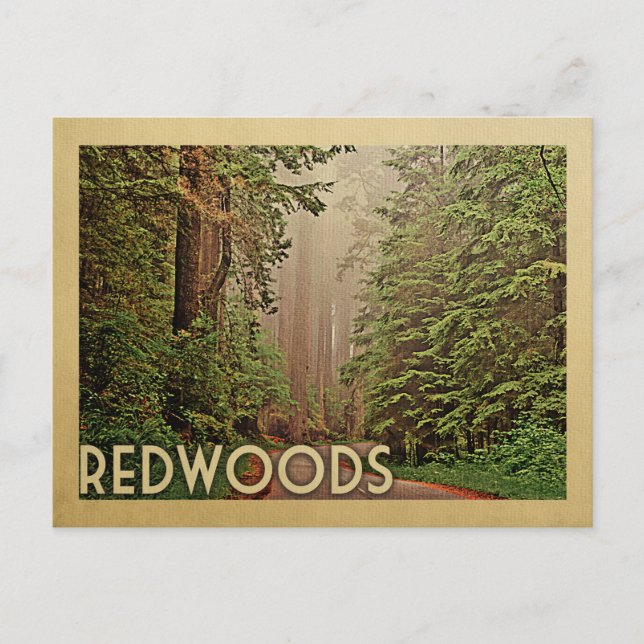 Redwoods National Park California Vintage Travel Postcard (Front)