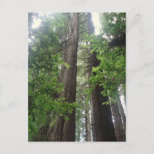 Redwoods Perspective Postcard