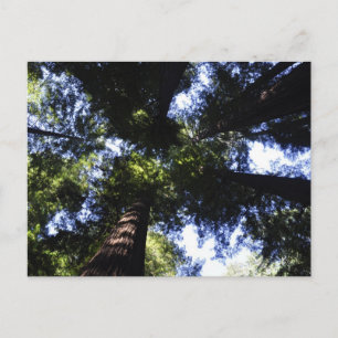 Redwoods Postcard