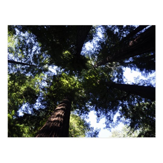 Redwoods Postcard