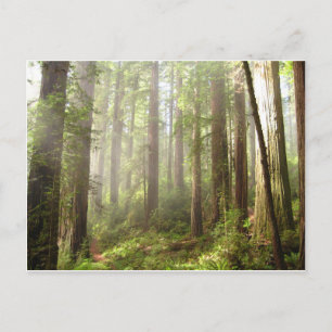 Redwoods Postcard