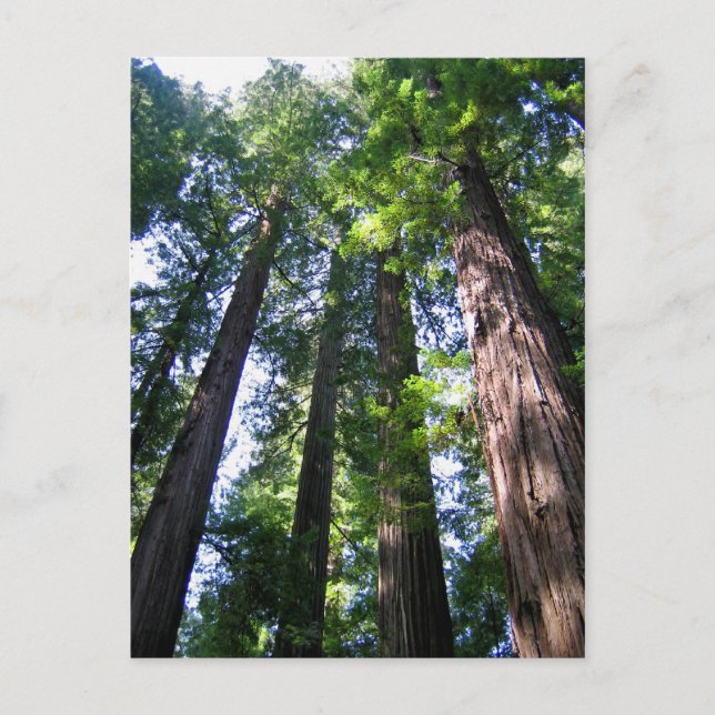 Redwoods Postcard (Front)