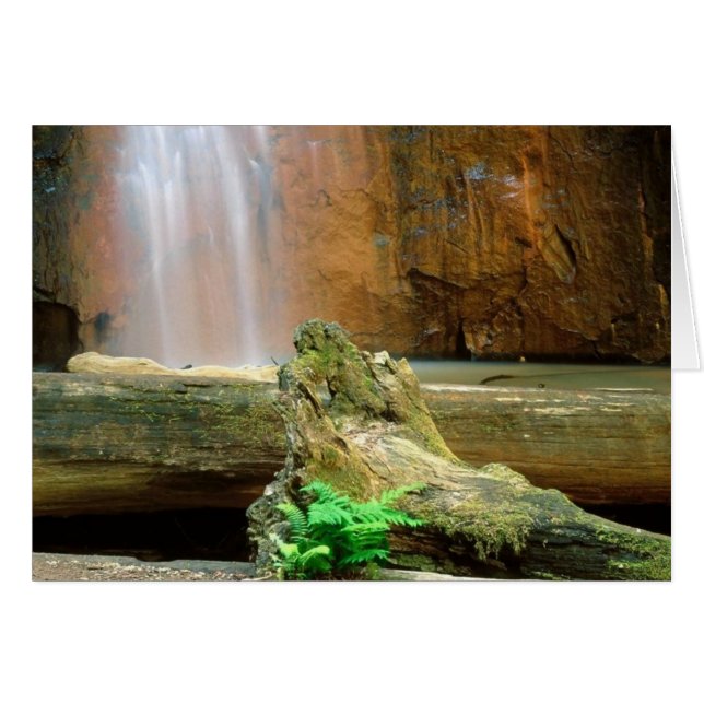 Redwoods State Park, CA (Front Horizontal)