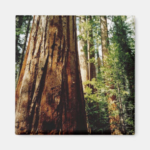 Redwoods- Yosemite Magnet