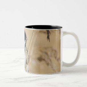 Reed Bunting (Emberiza schoeniclus) perched in Two-Tone Coffee Mug