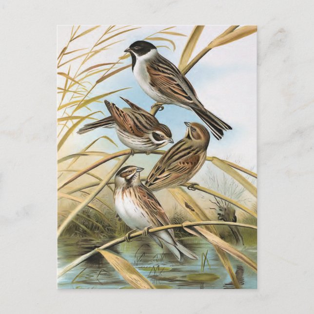 Reed Buntings Vintage Bird Illustration Postcard (Front)