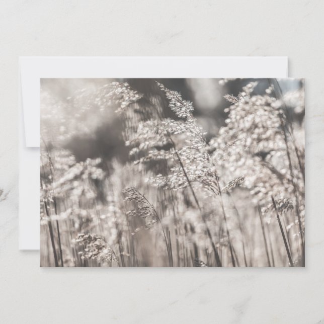 Reed Nature Photo Card (Front)