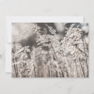 Reed Nature Photo Card