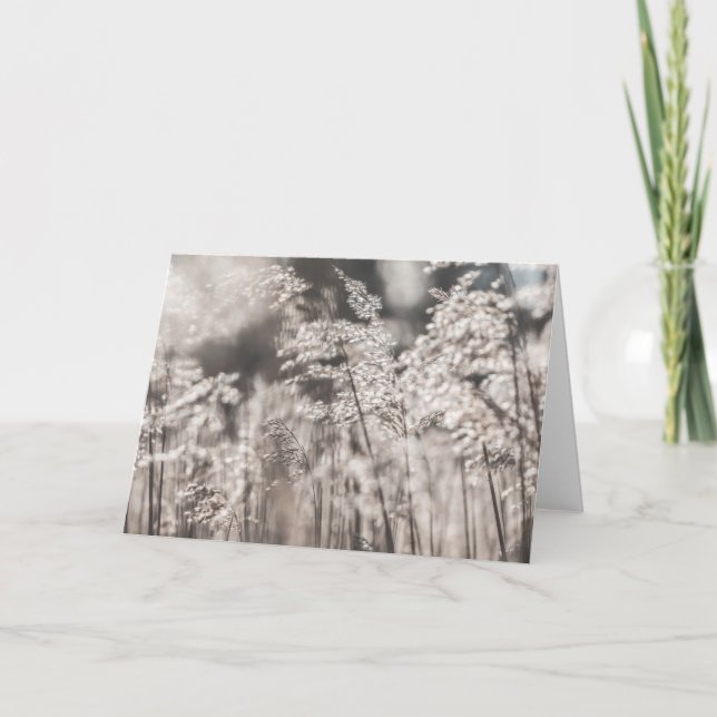 Reed Nature Photo Card (Front)