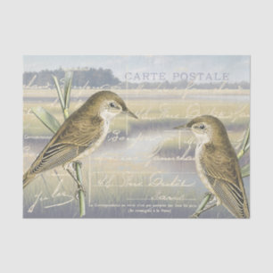 Reed Warbler Bird Marsh French Script Decoupage    Tissue Paper
