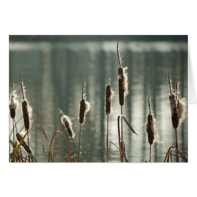 Reedmaces Card (Front Horizontal)