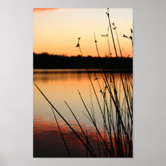 Reeds and Lakeside Reflection at Sunset Poster