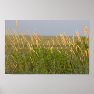 Reeds in Sunlight Photo Poster